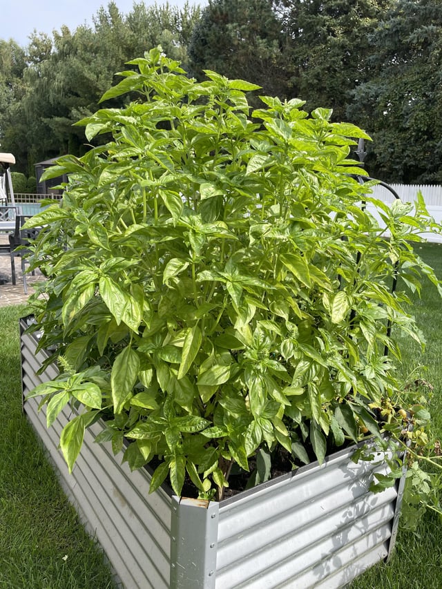 Basil Tree – Reddit Post
