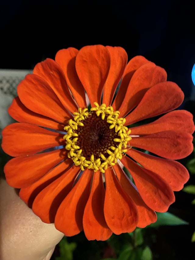 What kind of flower is this? – Reddit Post