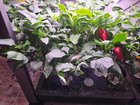 Whiteflies attacking indoor hydroponic peppers, how do I respond? – Reddit Post