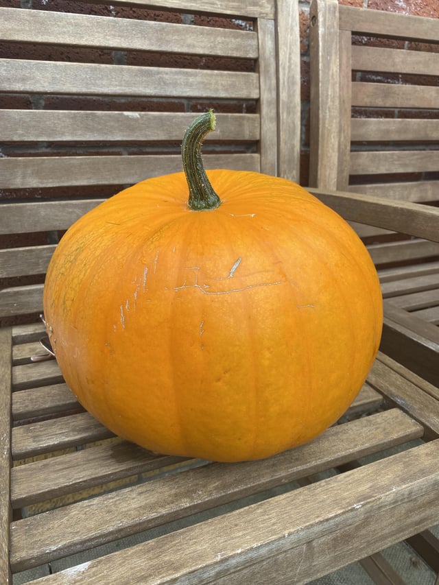 Pumpkin harvest! – Reddit Post