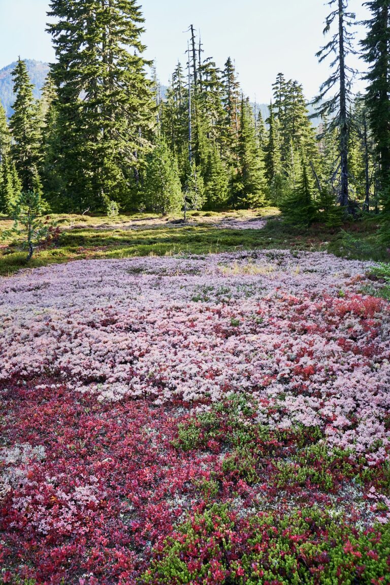Vertical shot of red and pink fall bushes and plants in an alpine meadow in the fall