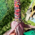 First “glass gem” corn harvest – Reddit Post