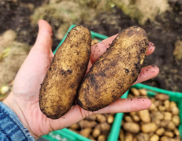 First harvest season and more. – Reddit Post