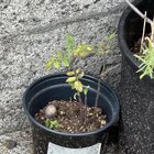 My tomato plant that was gifted to me vs the one growing in the channel drain in my driveway – Reddit Post