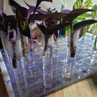 2 month time lapse of this Purple Heart (Setcreasea) I gave my daughter. – Reddit Post