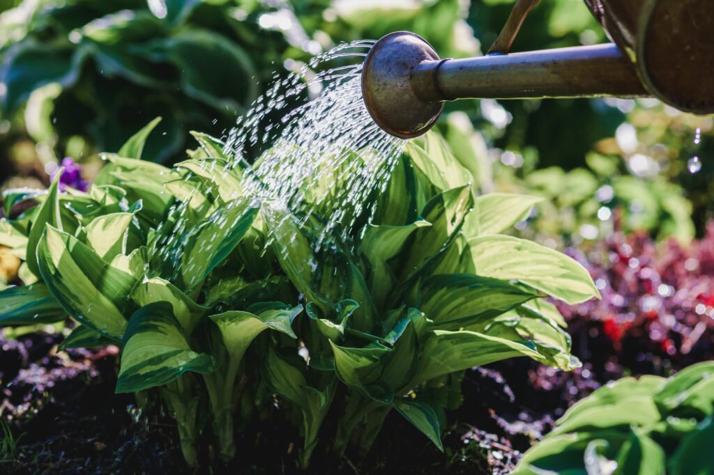Watering hosta plant on a flowerbed in the evening the garden