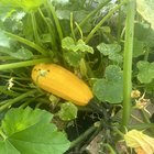 My saved seeds from last years pumpkins turned in to squash? – Reddit Post