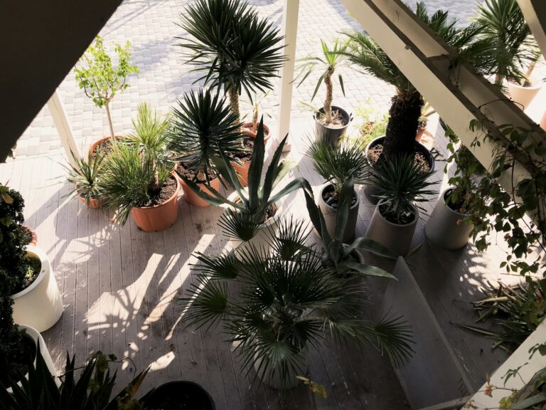 winter Garden. palm tree botanical garden