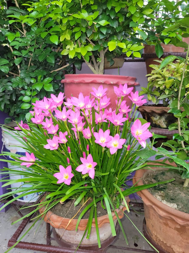 Rain Lily – Reddit Post
