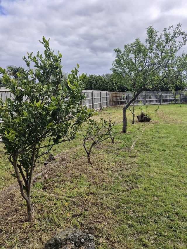 Does anyone know why my fruit trees have a lot of bend? – Reddit Post
