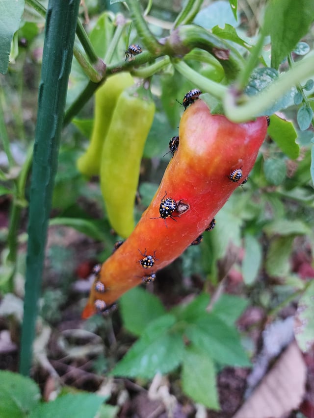 What are these things? 😩 – Reddit Post