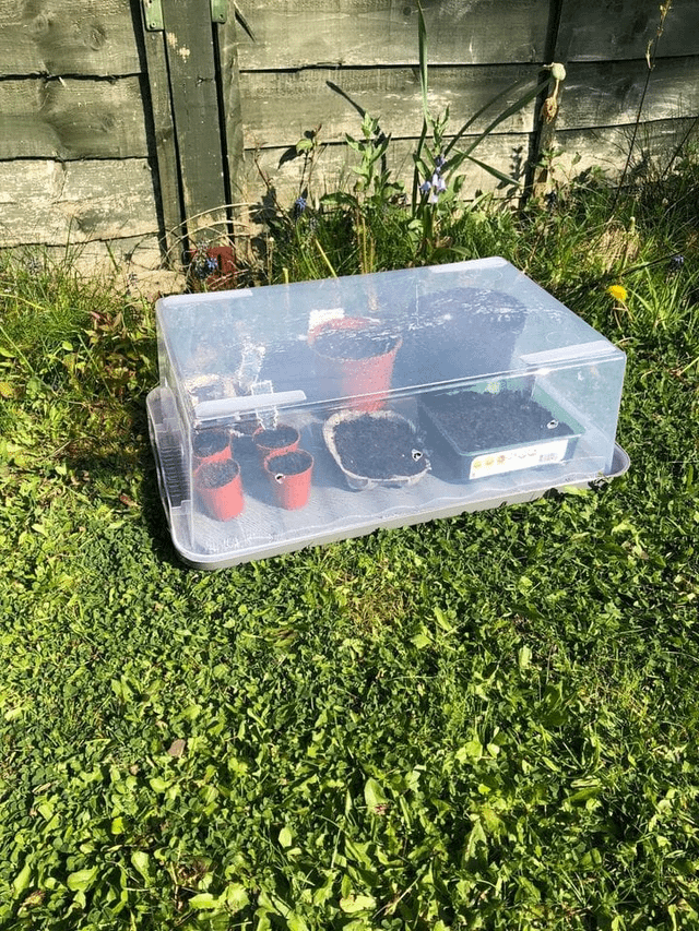 A friend’s broken, unwanted plastic storage box turned into the perfect mini greenhouse. What do you all think? – Reddit Post