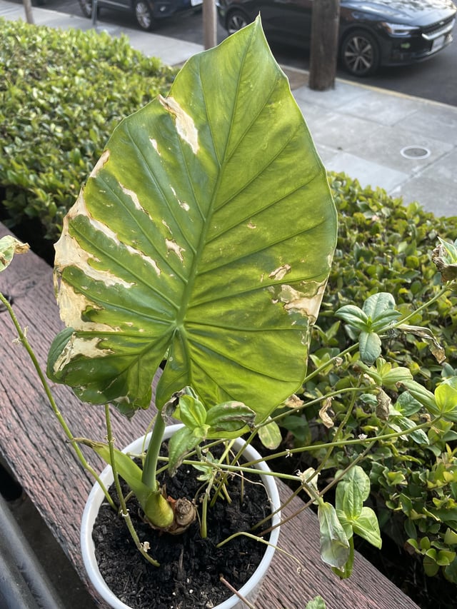 Ok what on earth is happening – Reddit Post