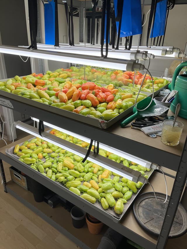 38kg tomatoes – Reddit Post