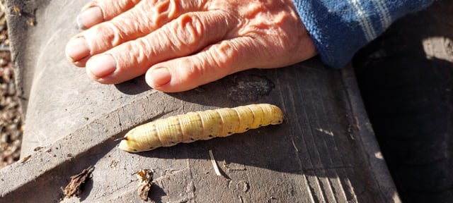 Please help identify the insect my grandmother found while weeding her garden – Reddit Post