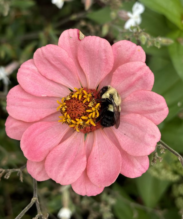 A little friend took a nap in my zinnia! – Reddit Post