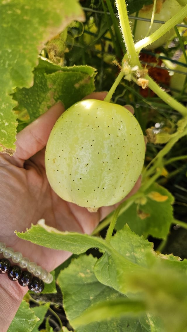 Lemon cucumbers – Reddit Post