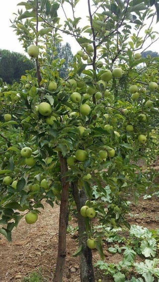Just picked a bunch of ripe green apples from my tree! So excited to make some delicious apple pie with them. – Reddit Post