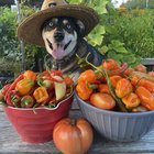I’ve had some lovely harvests from my zone 6 garden this season (dogs for scale) – Reddit Post