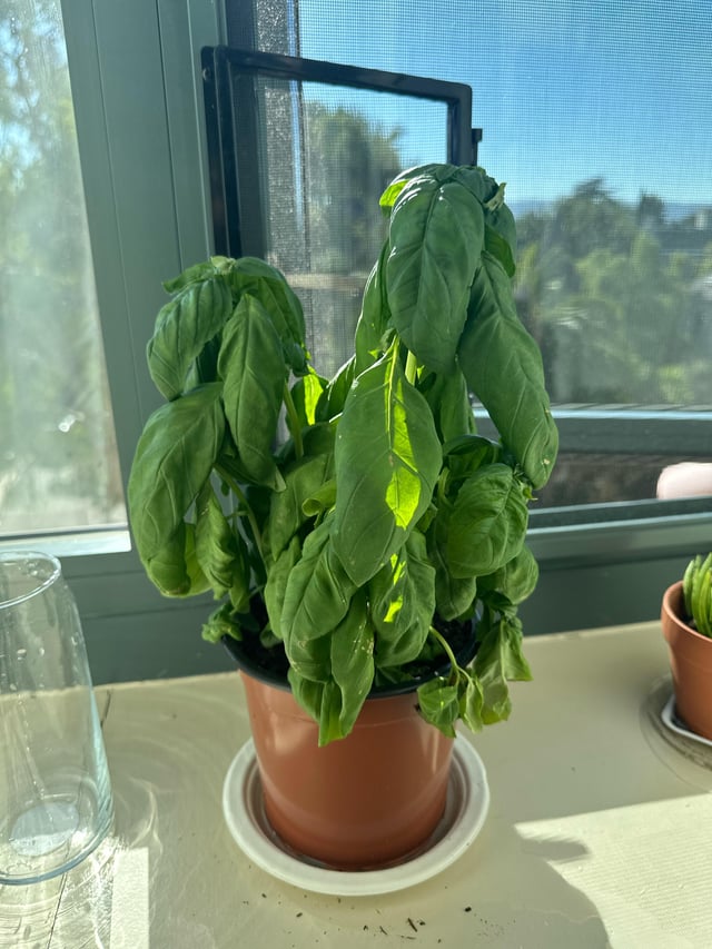 What’s wrong with my basil plant – can you help? – Reddit Post