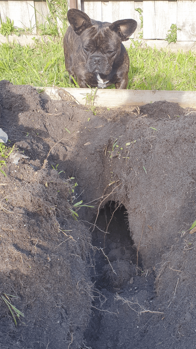 What would cause a hole like this in my garden bed? – Reddit Post