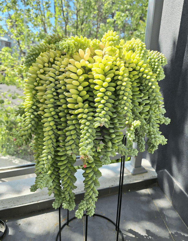 My Burro’s tail soaking up the morning sun! – Reddit Post