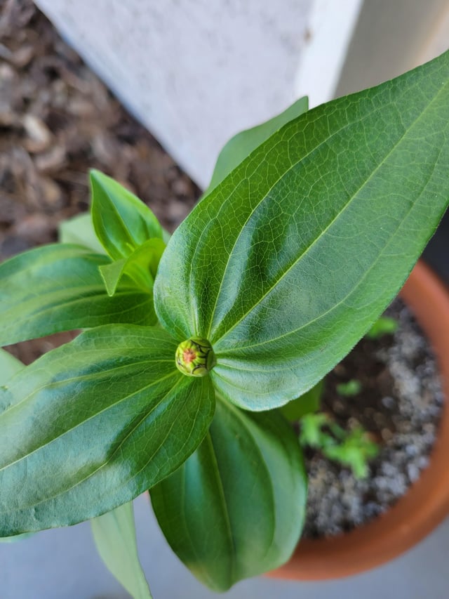 My first zinnia – Reddit Post