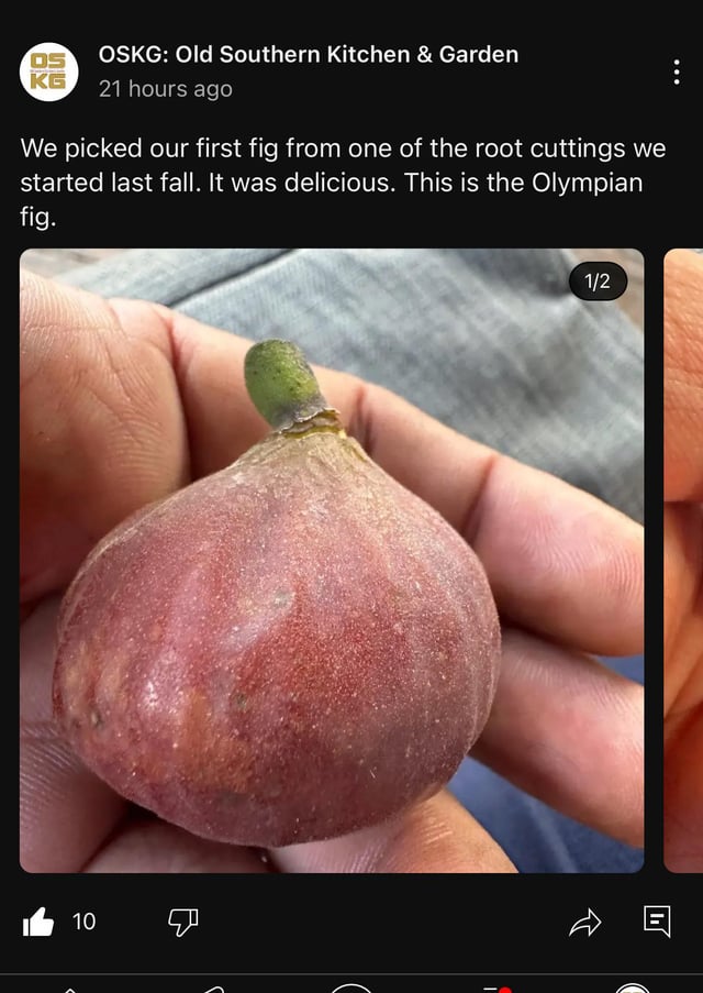 We grew our first Figs. – Reddit Post