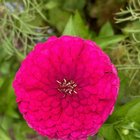 Enjoy some blooms from my first year of gardening! – Reddit Post