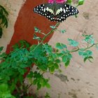 Beautiful things are better in pairs. – Reddit Post