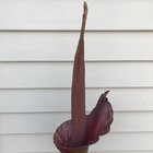Amorphophallus Konjac flowering – Reddit Post