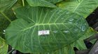 My “Thailand giant” that’s only 5 months old (Leucocasia gigantea) – Reddit Post