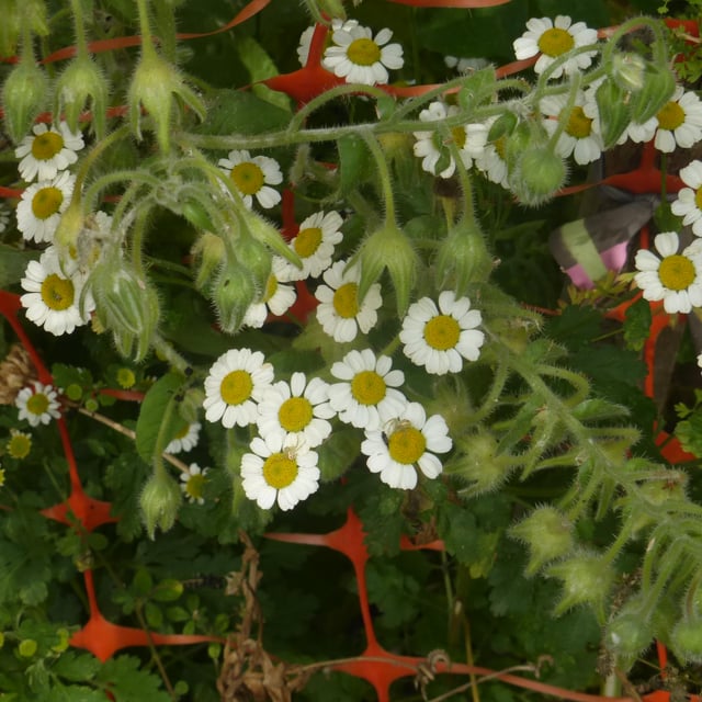cute flowers – Reddit Post
