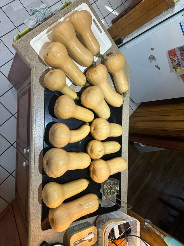 Late harvest of “pickling cucumbers” – Reddit Post