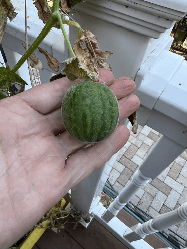 Started cleaning up my garden and stumbled upon a massive watermelon… which I never even planted. – Reddit Post