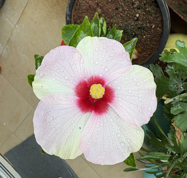 Fresh bloom with rain drops. – Reddit Post