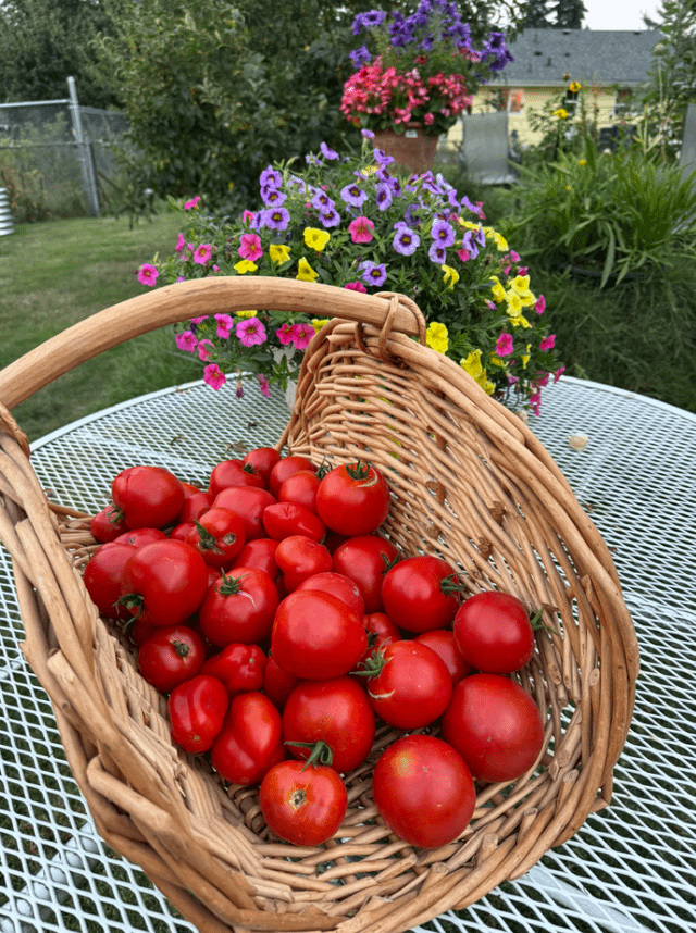 Hi all! I just wanted to share this year’s harvest, here in the Pacific Northwest. – Reddit Post