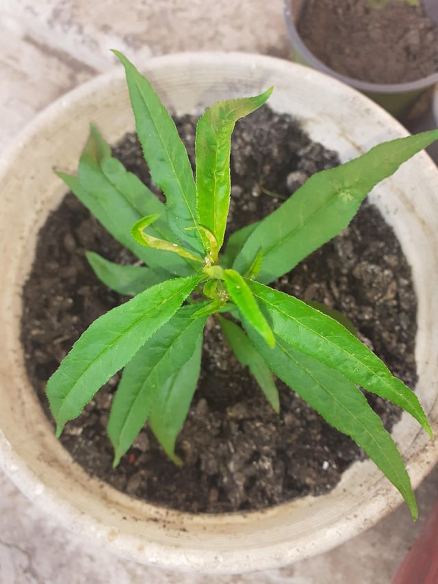 A little peach tree I grew from seed – Reddit Post