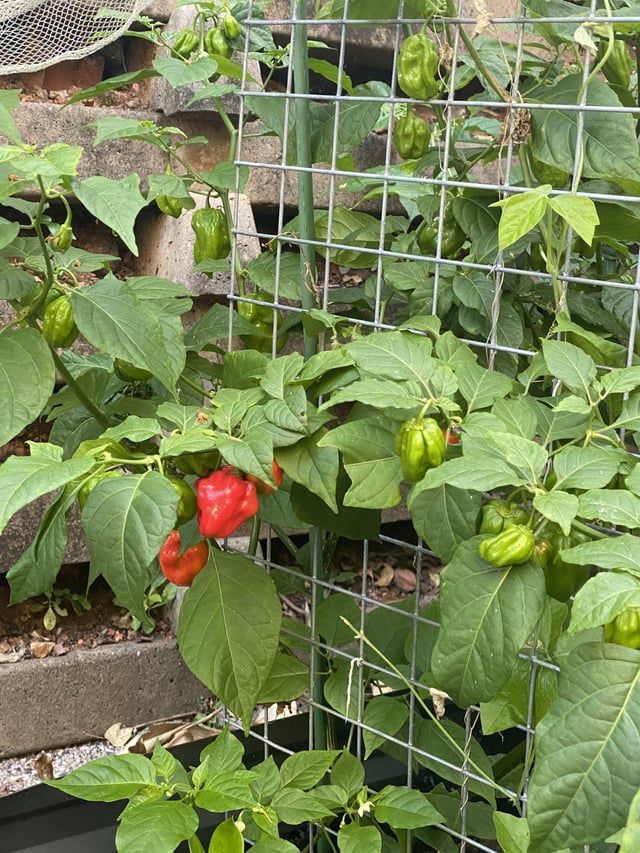 What to do with an excess of scotch bonnet chillies?