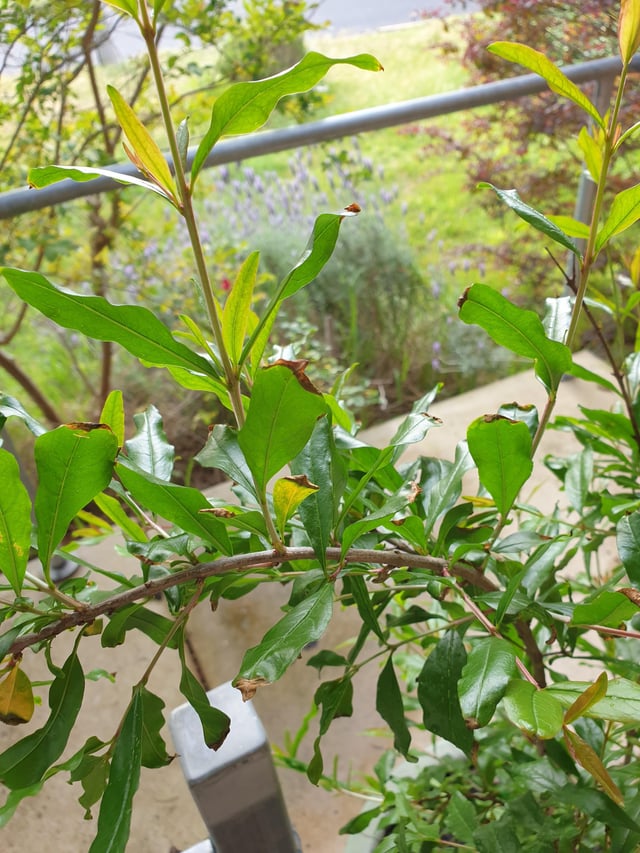 Pomegranate leaf tips black and crispy. My pomegranate is in a pot, this is only towards the top of the plant, no other black spots just crispy! Do I just need some fertiliser? Google isn’t helping.