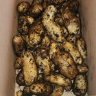 I couldn’t be happier with this years potato and sweet potato harvest! There’s over 11 pounds of each! – Reddit Post