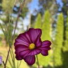 My Autumn Beauty Sunflowers / Cosmos ! 🌺 🌼 – Reddit Post