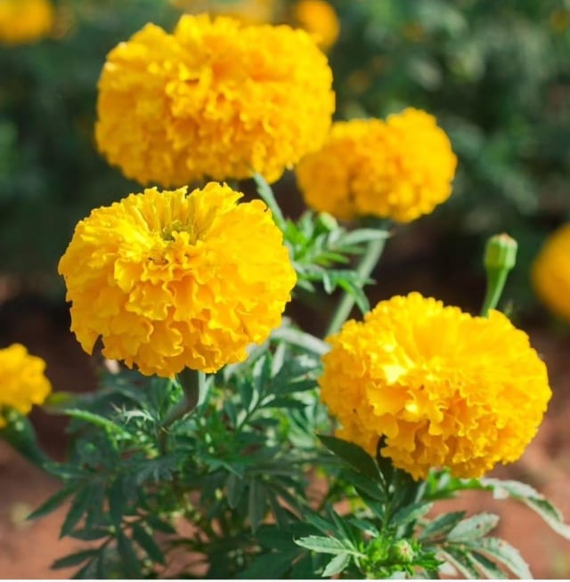 Full yellow marigold…. – Reddit Post
