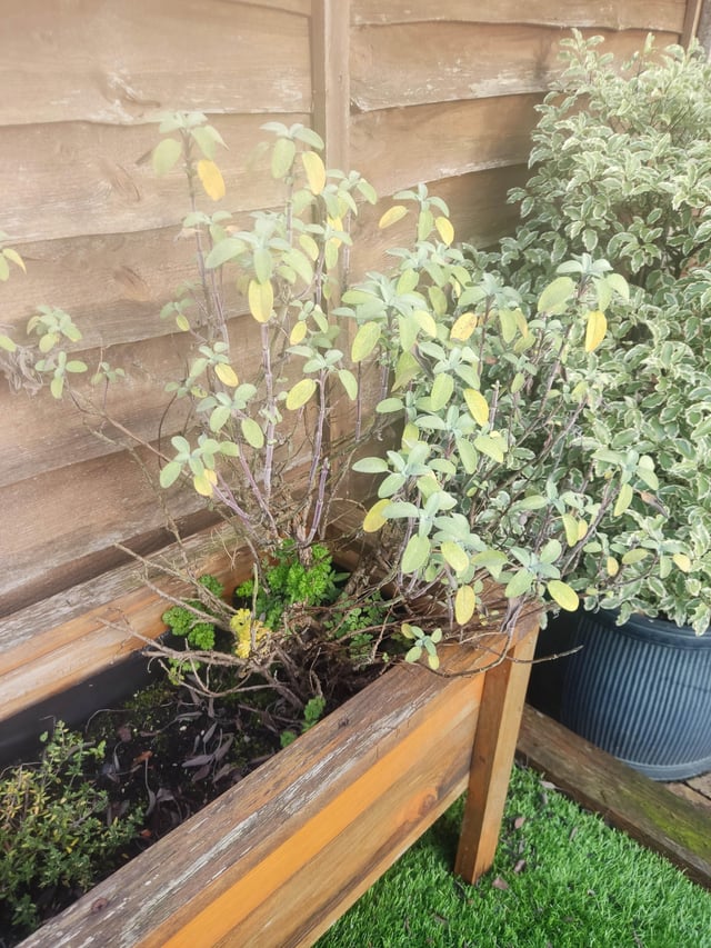 Not sure what I’m doing wrong with my sage?
