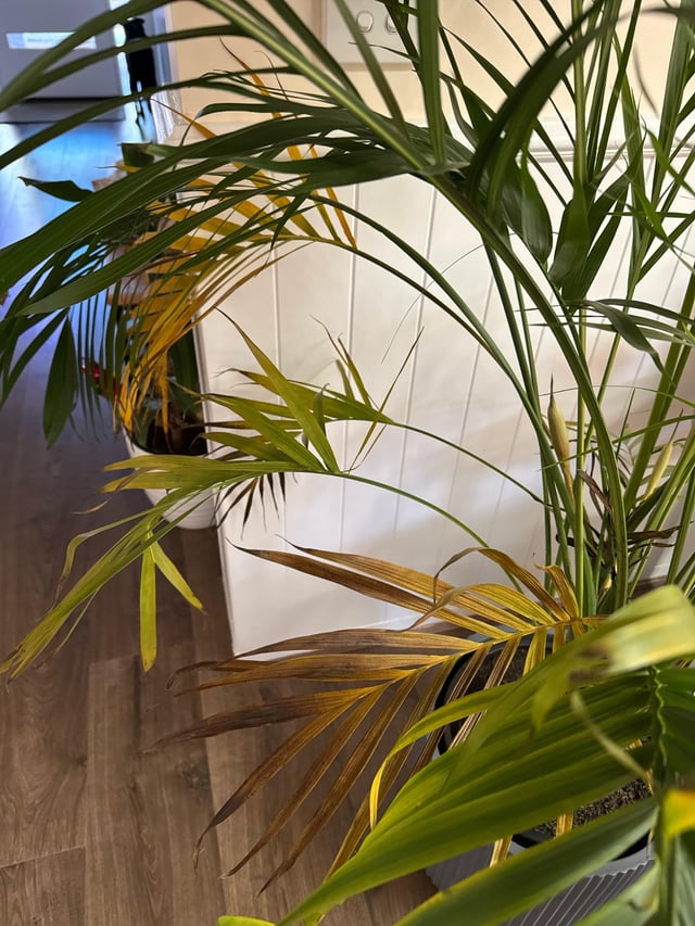 Cascade Palm turning yellow