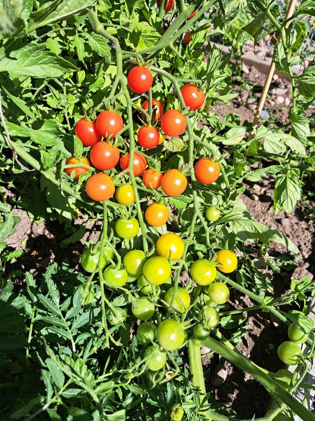Tomato traffic light – Reddit Post
