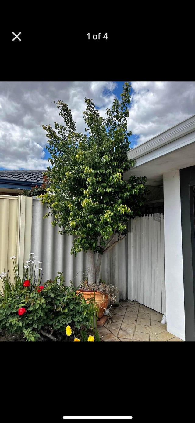 Ficus ID help