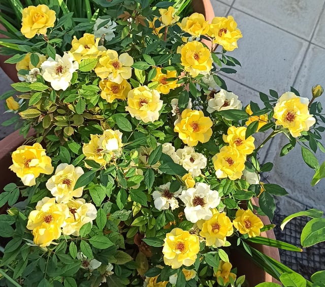 My friend gifted me a yellow rose! – Reddit Post
