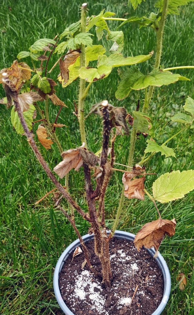 Is this raspberry dying of rot? Should I make cuttings? – Reddit Post