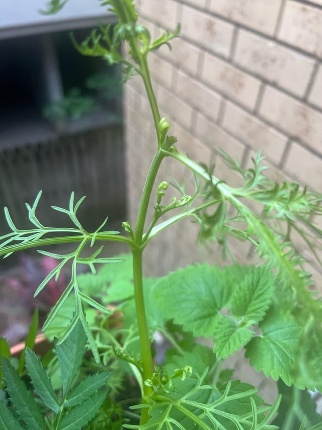 Why are some of my cosmos plants making this weird curled up leaf structure instead of flowering like others?